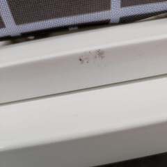 Pat electric rabatabil cu saltea Multibed - ZGÂRIETURI, ROȚI ȘI SALTEA UȘOR MURDARE